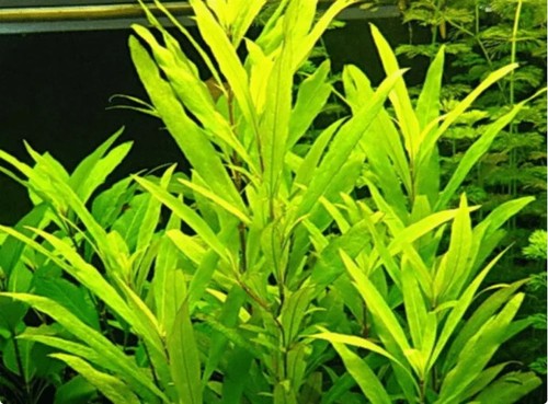 Hygrophila angustifolia live - hygrophila,