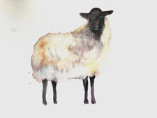 original Black Face Sheep