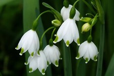 (3) Leucojum, Snowflakes