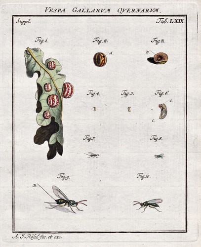Insects wasps vespa - insects,