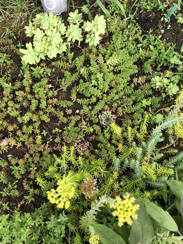 10x succulent sedum - 10x,