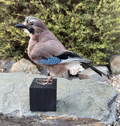 Real taxidermy jay bird - taxidermy,