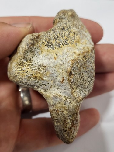 Large mosasaur vertebra fossil - large,