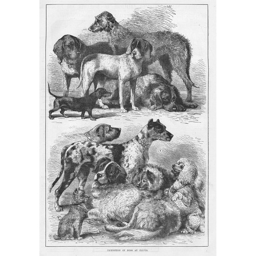 Exhibition dogs cleves - of, at