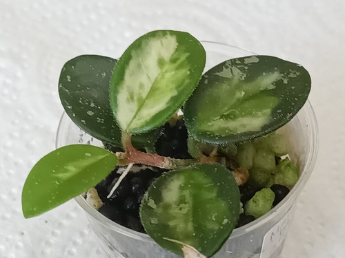 Hoya mathilde variegated - mathilde,