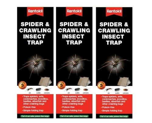 Rentokil spider crawling - &,