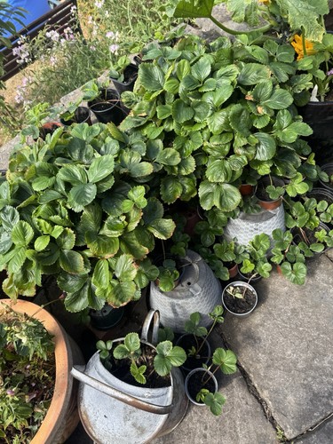 Strawberry plants bare - strawberry,