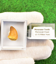 2 Mosasaur Fossil BOX Dinosaur Tooth Mosasaurus 100% Genuine UK BUY BOX✔ S