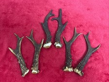 3 PAIRS OF ROE DEER ANTLERS