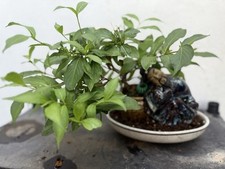 shohin bonsai tree Weigela 'All Summer Peach' Landscape Chinese Large Figurine.