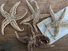 4x Sea Starfish Vintage Estate