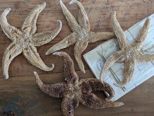 Sea starfish vintage estate - 4x,