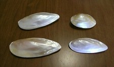 Lot 4x White and Pink Bivalve