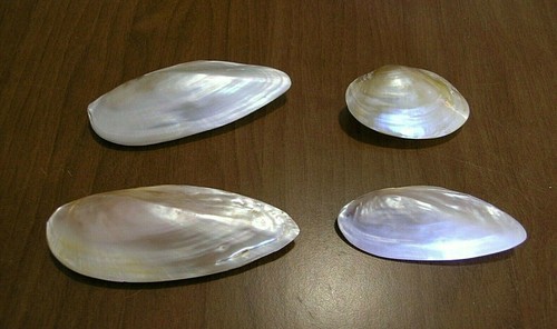 Lot white and pink bivalve - lot,