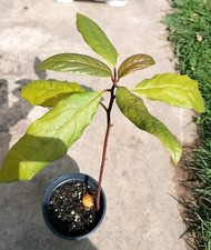 1 X 20cm avocado plant  in 9cm