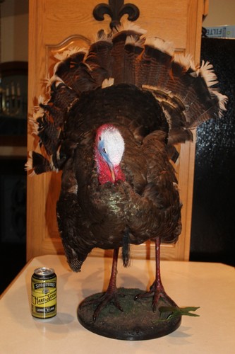 Turkey mount taxidermy - mount,