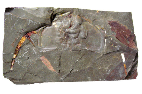 Cambrian bristolia - cambrian,