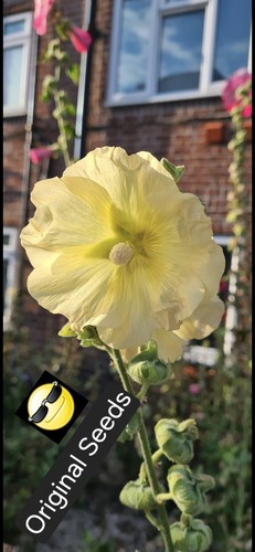 Hollyhock seeds yellow - seeds,