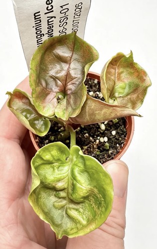 Syngonium strawberry ice rare - syngonium,