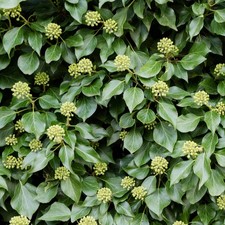 Hedera hibernica garden ivy - hedera,