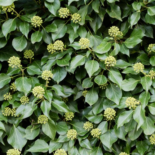 Hedera hibernica garden - hibernica, ivy