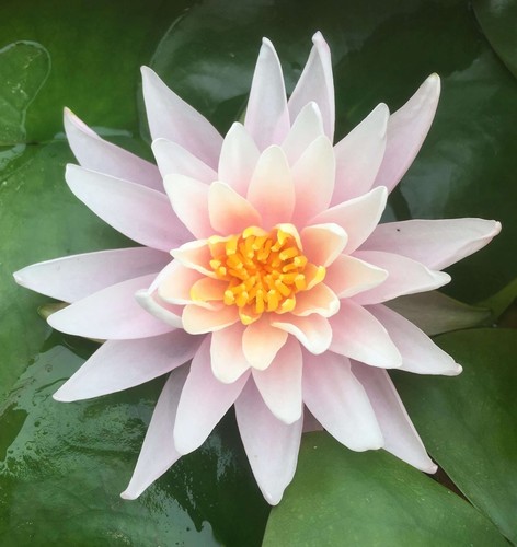 Rose arey water - lily, pond