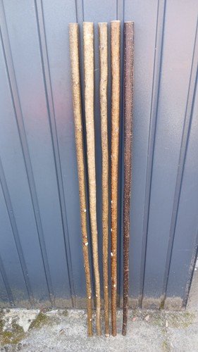 Hazel walking stick shanks - walking,