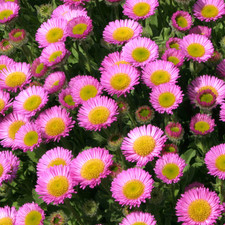 Erigeron Seabreeze Fleabane Glaucous Pink Flowering Perennial Rockery Plant