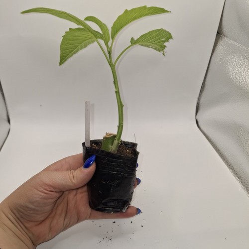 White brugmansia fast - 🌼,
