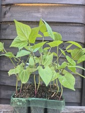 French Bean ‘Blue Lake’