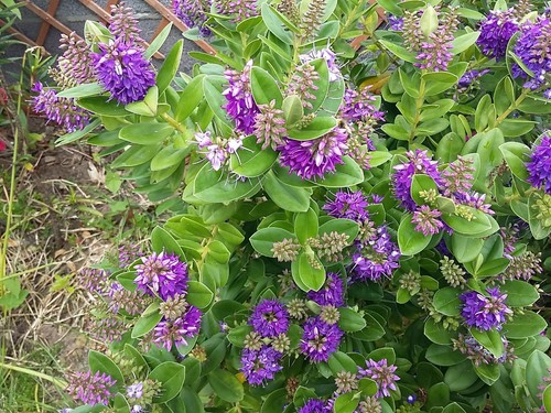 Hebe veronica purple queen - hebe,