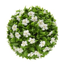 Bougainvillea Sakura