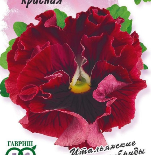 Italian pansy seeds - italian,