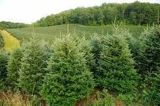 Fraser fir, Abies fraseri