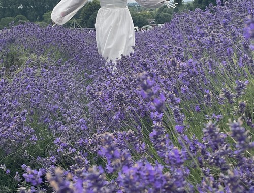 English lavender seeds - english,