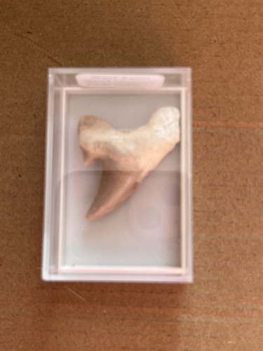 Real shark tooth fossil - real,