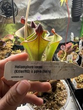 Heliamphora ionasi (Killer/RG)