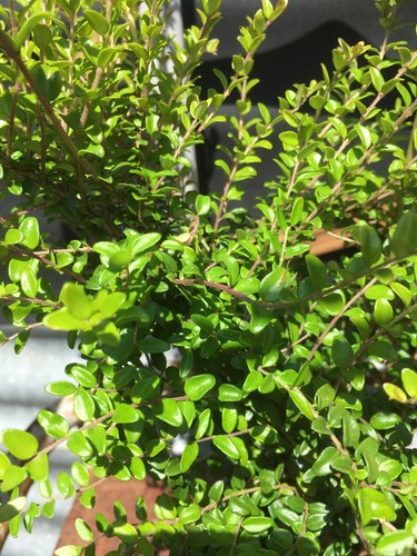 Lonicera nitida green - x, xl