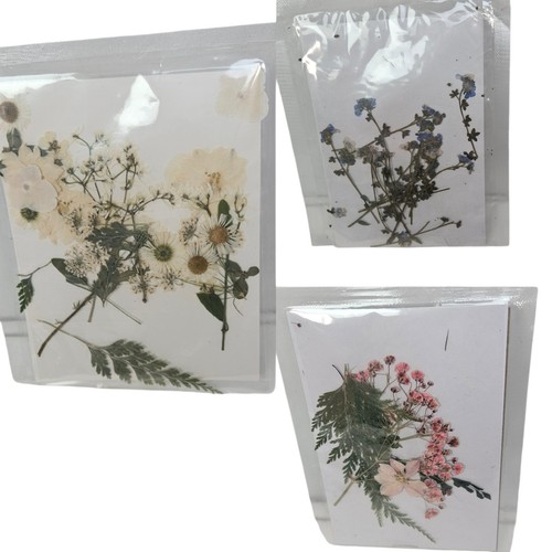 Nature dried pressed flowers - dried,