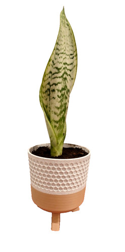 Snake plant in - (sansevieria),