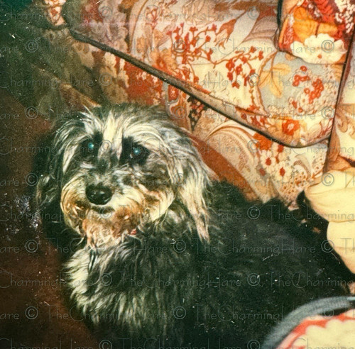 Vintage photo polaroid cute - vintage,