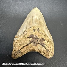 Authentic carcharodon