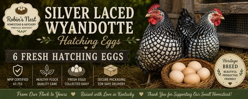 Robin nest homestead - nest,