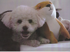 Maltese * Bichon Frise?   *