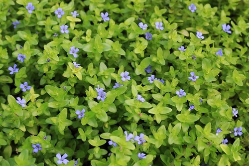 Bacopa amplexicaulis - bacopa,