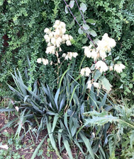 2 Outdoor Yucca Plants, dug