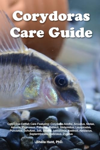 Corydoras care guide hunt - care,