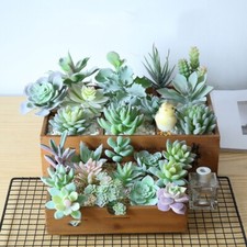 1Pcs Artificial Succulents