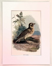 SKYLARK - Mounted Antique c.1900 Colour Print - Wall Art Decor