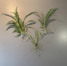 Spider Grass Hanging House